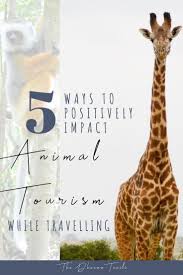 How To Find A Good Animal Sanctuary Near Me Wildlife Travel Sustainable Travel Eco Travel