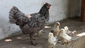 We did not find results for: 17 Panduan Ternak Ayam Kampung Semi Intensif