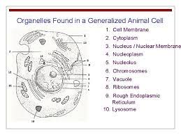 Eukaryotic cells contain a nucleus and various other special compartments surrounded by membranes, called organelles. Cell Structure And Function The Basic Unit Of