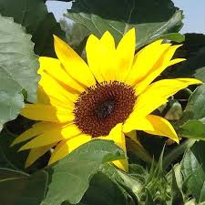 Wishing For More Gorgeous Weather Gardener Gardening Sun Summer Sunflower Weather Summerweather Garden Center Nature Photography Garden Shop