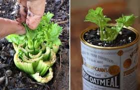 16 Fruits Et Legumes A Faire Pousser A Partir De Leurs Restes Fruits Et Legumes Jardinage Potager Et Culture Des Legumes