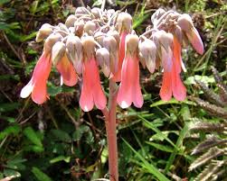 Image result for Bryophyllum