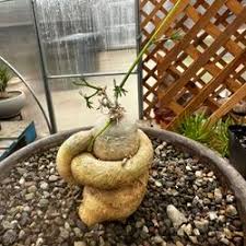 Image result for Trochomeria