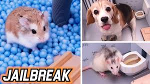 Alibaba.com owns large scale of hamster x images in high definition, along with many other relevant product images x hamster x,x hamster x hamster,hamster mobile x. Cat Tank Army Vs Hamster Castle Youtube