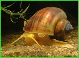 Bau noodle (bahasa indonesia) : Hewan Berbadan Lunak Tts Cara Golden