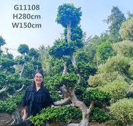 Ficus Microcarpa Ficus S Shape Middle Size Ficus Bonsai ...