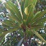 Image result for Breonadia