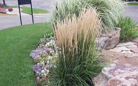 Versatile and easy to grow, karl foerster feather reed grass ( calamagrostis x acutiflora ) is one of the this grass was introduced to the nursery trade in 1950 by german nurseryman karl foerster via hamburg if ornamental grasses are not divided, they eventually become thin or die out in the center. Karl Foerster S Story
