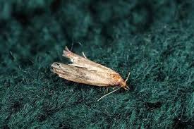 Moths may enter closets in several ways. Blog What To Do About Moths In Your Houston Closet