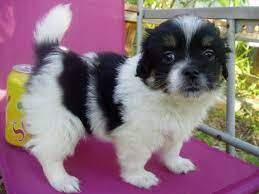 Check spelling or type a new query. Cute Havanese Male Puppy 8 Weeks Old For Sale In Tampa Florida Classified Americanlisted Com