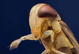 Image result for Corixidae