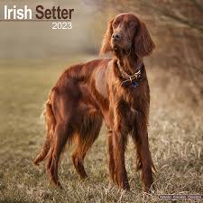 Image result for irský setr