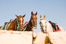 Image result for "declined" -site:wikipedia.org -site:wikimedia.org