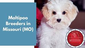 We're sorry, we do not have any puppies available right now. 15 Maltipoo Breeders In Missouri Mo Maltipoo Puppies For Sale Animalfate