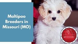 Mother is my registered maltese and. 15 Maltipoo Breeders In Missouri Mo Maltipoo Puppies For Sale Animalfate