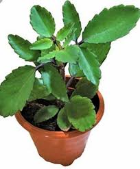 Image result for Bryophyllum