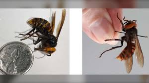 Murder Hornets May Spread East From B C If Not Eradicated Entomologist Says Ctv News