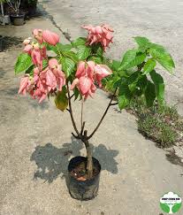 Image result for Mussaenda elegans