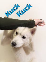 Hier findest du tipps und tricks für das training. 3 Hundetricks Fur Absolute Anfanger Mit Denen Du Garantiert Beeindruckst Flummi S Diary