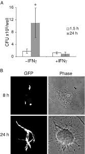 A microbial biorealm page on the genus salmonella typhimurium. Macrophages Inhibit Salmonella Typhimurium Replication Through Mek Erk Kinase And Phagocyte Nadph Oxidase Activities Journal Of Biological Chemistry
