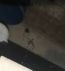 📍Matehuala SLP 🇲🇽 Quiero saber si son viudas negras legítimas o falsas,  me encontré con 4 las tuve que dar de baja antes de que ellas me manden a  dar novedades💀 (no