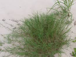 Image result for Cynodon incompletus