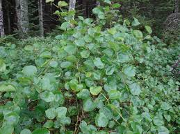 Image result for Smilax