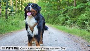 Lack of exercise can lead these dogs like most dogs, the bernese mountain dog responds well with a lot of positive reinforcement from treats. Can Bernese Mountain Dogs Run With You Tips Advice Gear The Puppy Mag