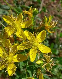 Image result for Hypericum humbertii