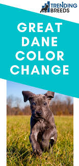 Great Dane Color Change Great Dane Colors Great Dane Puppy Great Dane