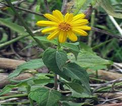 Image result for Aspilia helianthoides