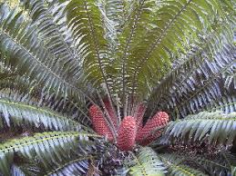 Image result for Encephalartos gratus