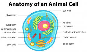 Cell membrane is made up of lipids and proteins and forms a barrier between the extracellular liquid. Download Anatomy Of Animal Cell For Free Animal Cell Animal Cell Anatomy Anatomy