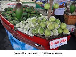 Tropical america (perhaps caribbean) hardiness: Guava A Nutritious Tropical Fruit Tfnet International Tropical Fruits Network