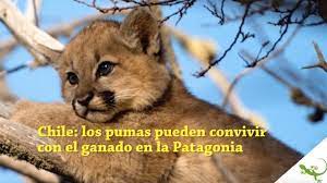 Se han registrado 108 ataques confirmados a humanos con una veintena de muertes en américa del norte desde 1890, cincuenta de los cuales se han producido desde 1992. Animales En Patagonia Los Pumas Pueden Convivir Con El Ganado En El Sur De Chile Youtube