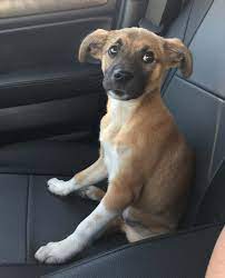 While we really recommend that you acquire one through a rescue, we understand that some people might go through a breeder to get their german shepherd mixed with boxer puppy. Skeeter The German Shepherd Boxer Mix Boxer Mix Puppies Boxer Mix Boxer Puppies