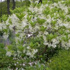 Image result for Chionanthus