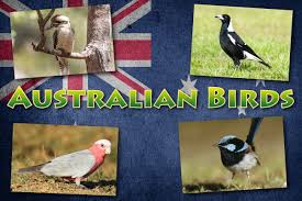 australian birds list with pictures facts information