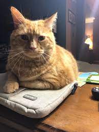 Pin On Just Cats