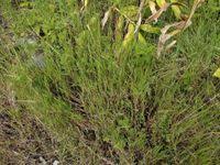 Image result for Digitaria abyssinica
