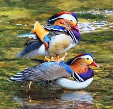 The mandarin duck is a colorful duck species that comes from asia. Wild Mandarin Ducks In Germany