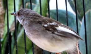 Burung ciblek memiliki warna cokelat hijau zaitun pada bagian atas. Download Suara Burung Ciblek Betina Mp3 Suara Terapi