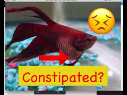 A bloated betta fish will seem to have a swollen belly, and it is hard to ignore or miss when you see it. How To Fix Constipation In Bettas Bettas 4 Life Youtube