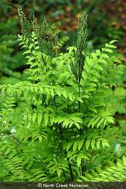 Image result for Osmundaceae