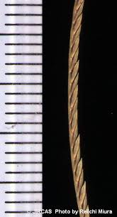 Image result for Microchloa