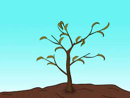 3 Ways To Prune A Peach Tree Pruning Peach Trees Peach Trees Aquaponics