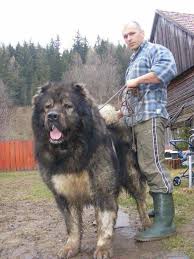 Kars Coban Kopegi Kafkas Kangali Sivas Kangal Kopeginin Atasi Olarak Biliniyor Kars Turkiye Kangal Kopegi Coban Kopegi En Buyuk Kopek