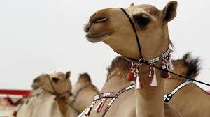 So if teamwork can reap these great benefits, we need to ask why people seem so resistant to working in teams. Al Dhafra Festival Reveals The Details Of The Camel Dress Teller Report