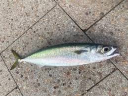 Image result for Scomber spp.