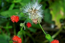 Image result for Emilia integrifolia